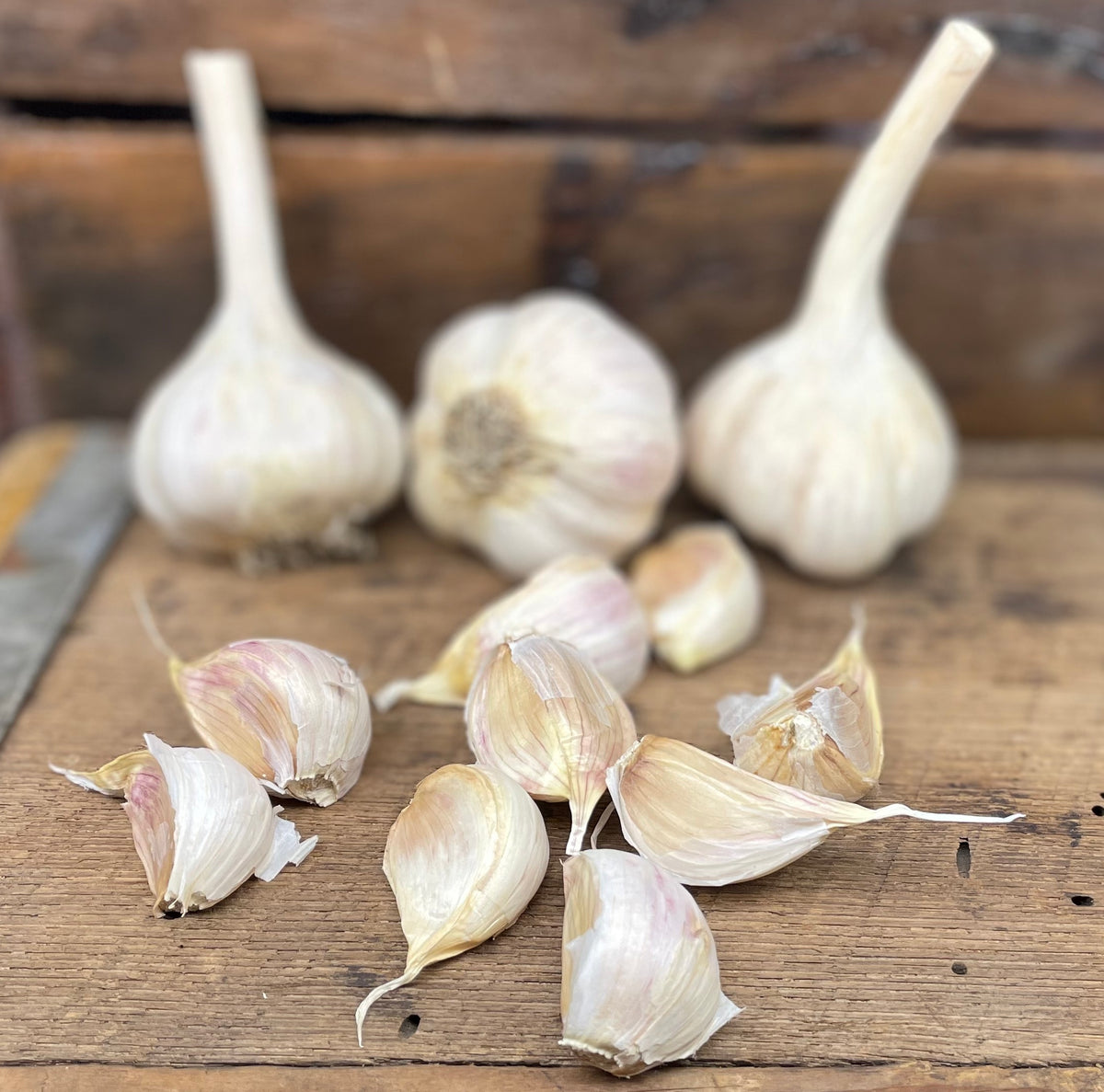 Northern White - Covered Bridge Garlic Company