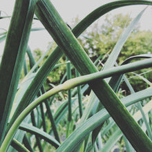 Load image into Gallery viewer, Garlic Scapes