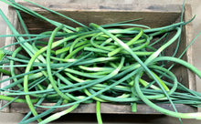 Load image into Gallery viewer, Garlic Scapes