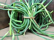 Load image into Gallery viewer, Garlic Scapes